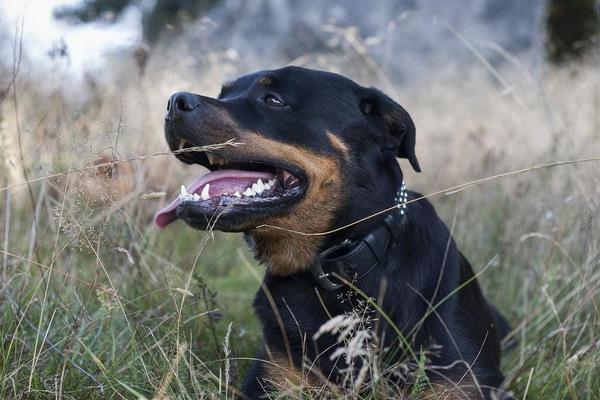 罗威纳犬怎么养 罗威纳犬怎么训练