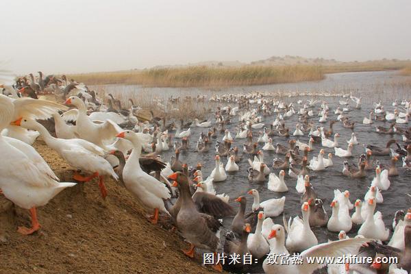 养鹅的成本利润计算