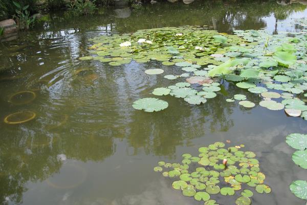 虾田里有青苔怎么办？怎么清理可以用盐杀死吗？