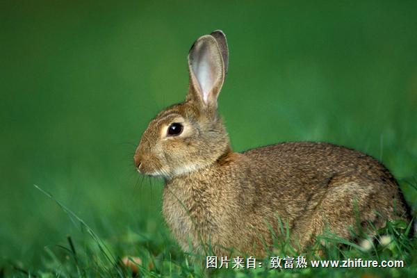 2018养野兔赚钱吗？野兔养殖的利润与投资成本及前景预测