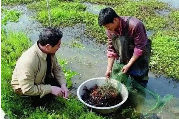 养殖小龙虾的利润