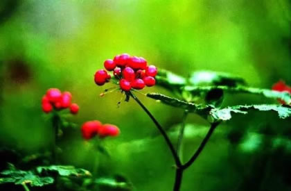 种植三七的病虫害表现及其防治方法