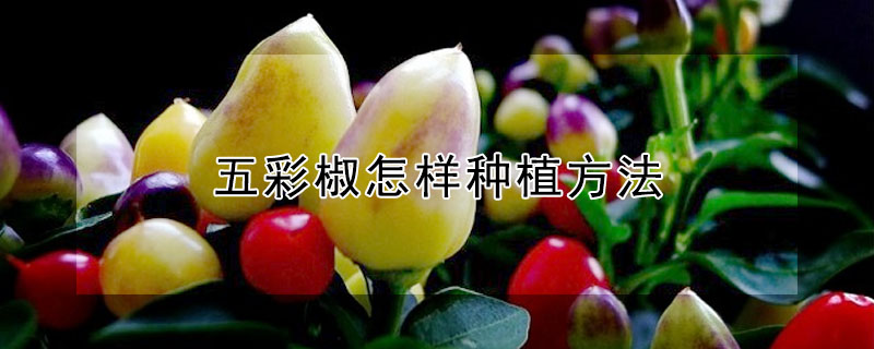 五彩椒怎样种植方法