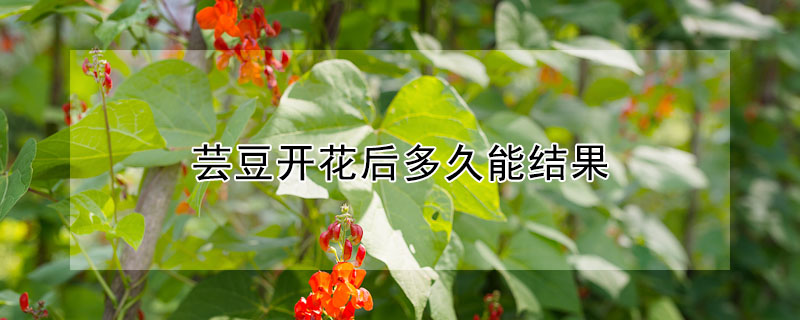 芸豆开花后多久能结果