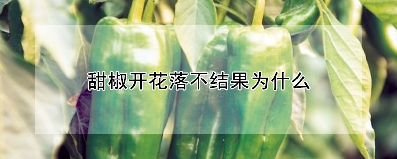 甜椒开花落不结果为什么