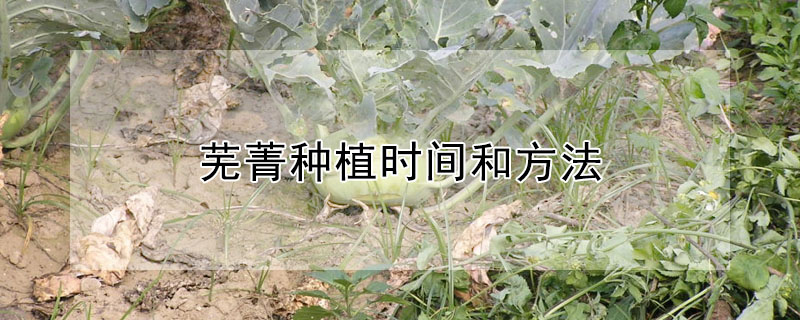 芜菁种植时间和方法