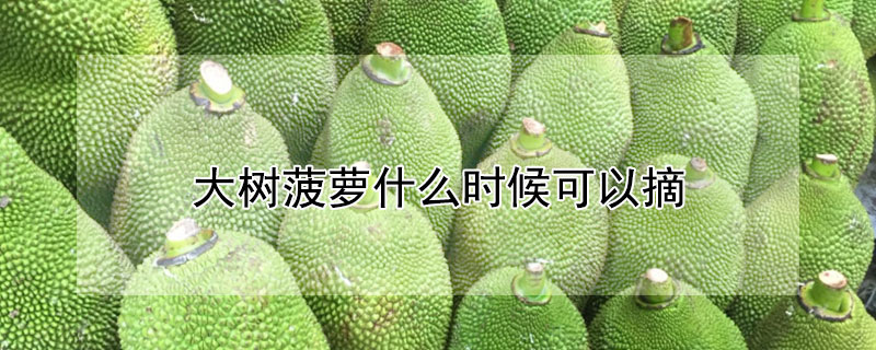 大树菠萝什么时候可以摘