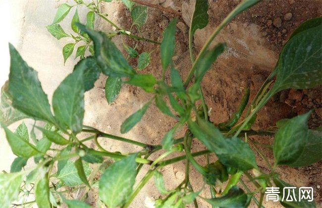 辣椒死秧是什么原因