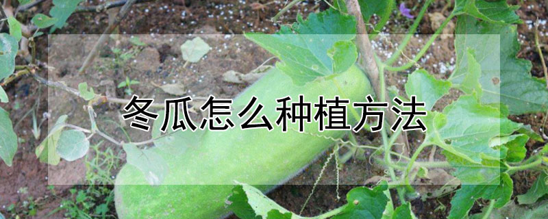 冬瓜怎么种植方法