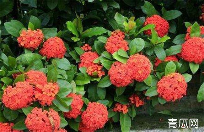 龙船花养殖注意什么