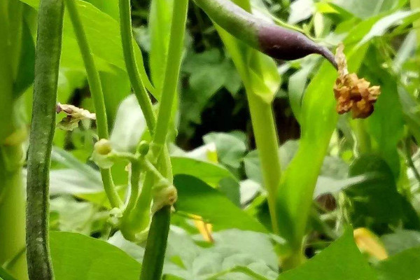 露地豆角种植时间和方法