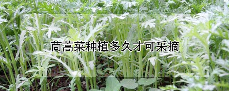 茼蒿菜种植多久才可采摘