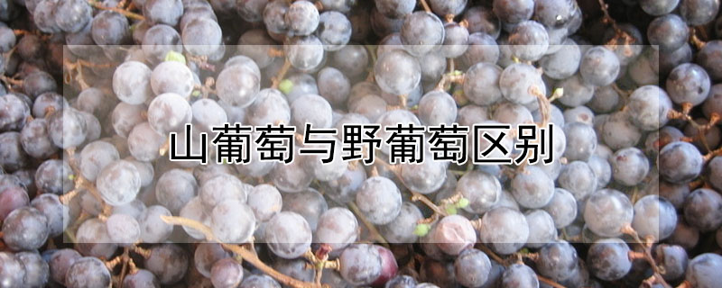 山葡萄与野葡萄区别