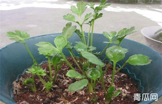 花毛茛 繁殖 方法