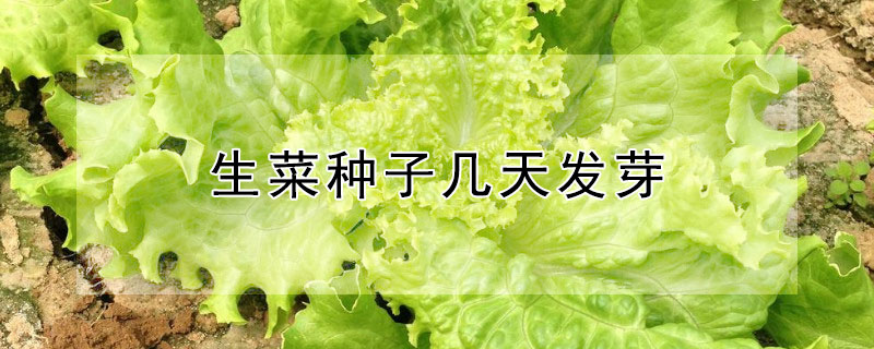 生菜种子几天发芽