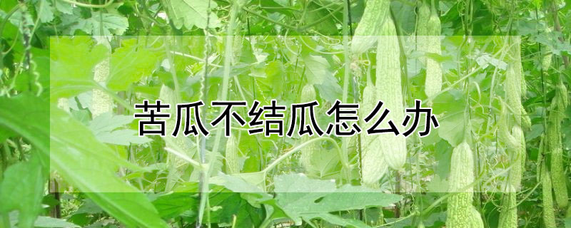 苦瓜不结瓜怎么办