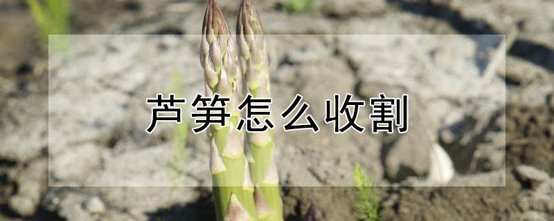 芦笋怎么收割