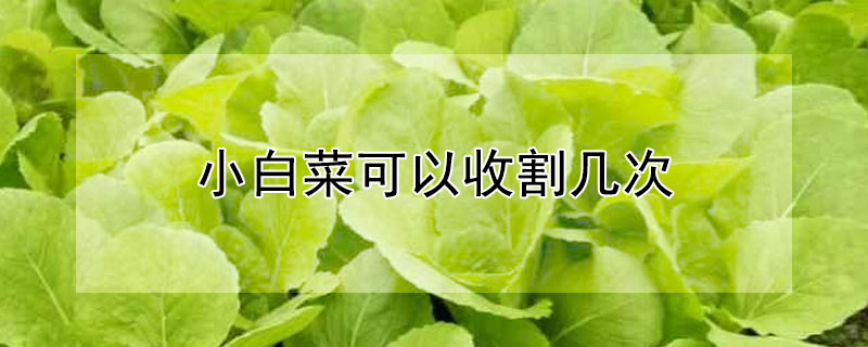 小白菜可以收割几次