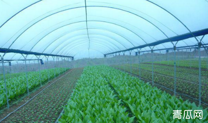 蔬菜棚室湿度过大，如何降低棚室湿度？