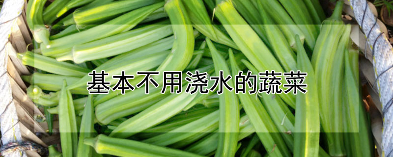 基本不用浇水的蔬菜