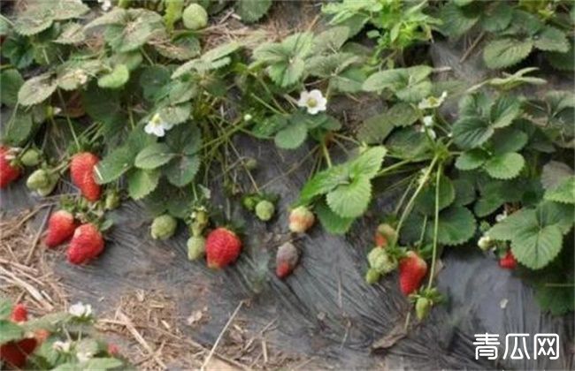 草莓病毒病的防治措施