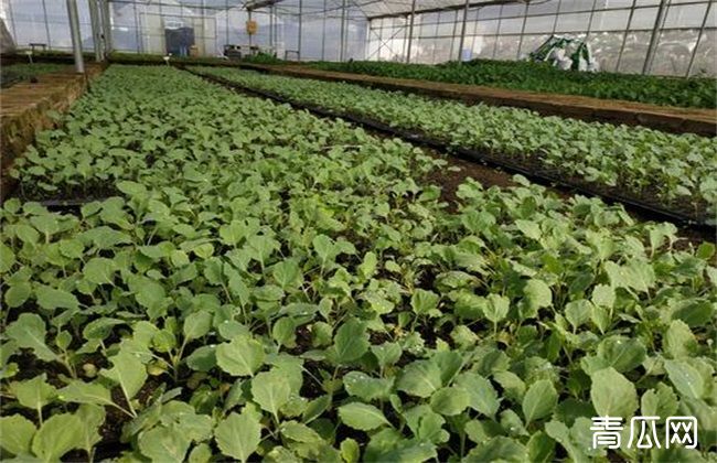 春甘蓝育苗技术