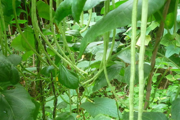 虹豆种植时间与方法