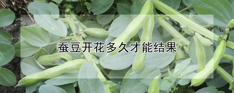 蚕豆开花多久才能结果