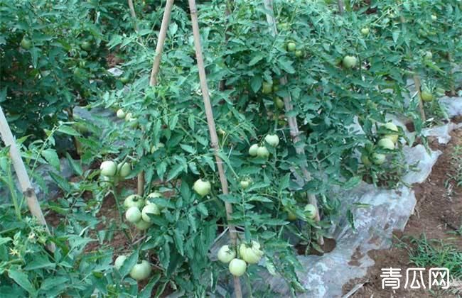 番茄修剪技术介绍