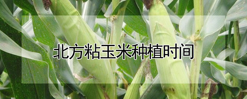 北方粘玉米种植时间