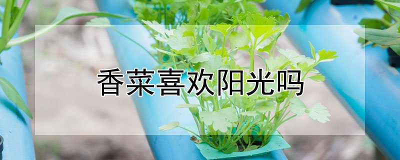 香菜喜欢阳光吗