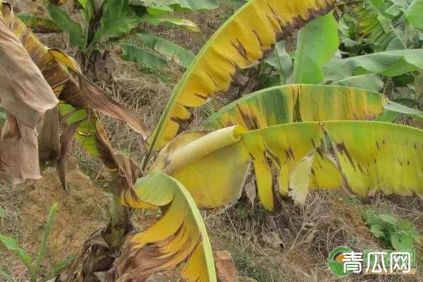 香蕉心腐病症状及防治措施介绍
