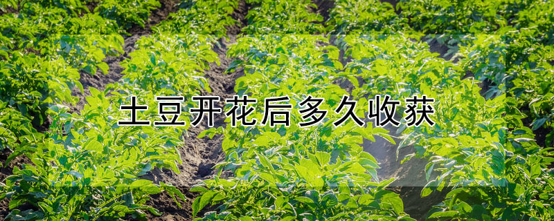 土豆开花后多久收获