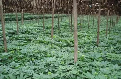 种植三七如何管理？