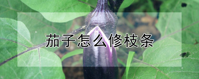 茄子怎么修枝条