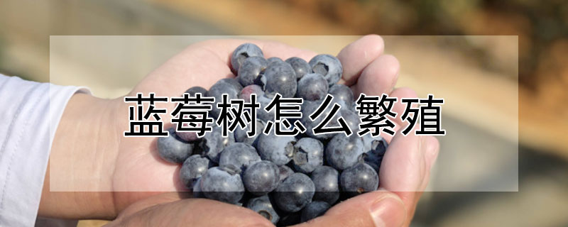 蓝莓树怎么繁殖