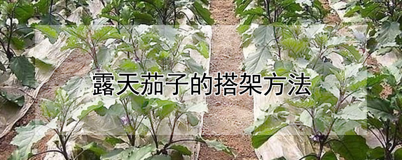 露天茄子的搭架方法