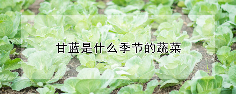 甘蓝是什么季节的蔬菜