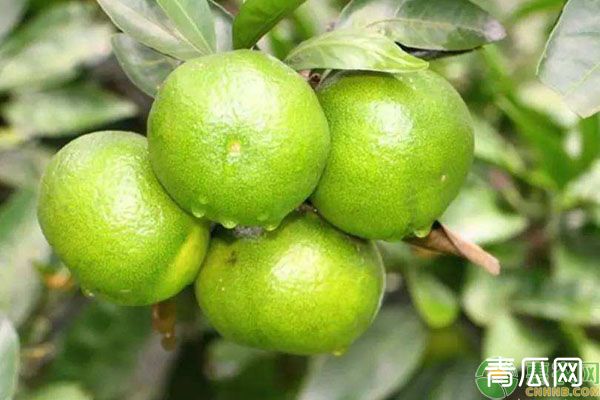 柑橘膨果慢是什么原因导致的