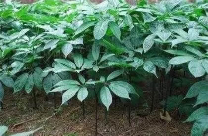 三七种植技术及管理要点！