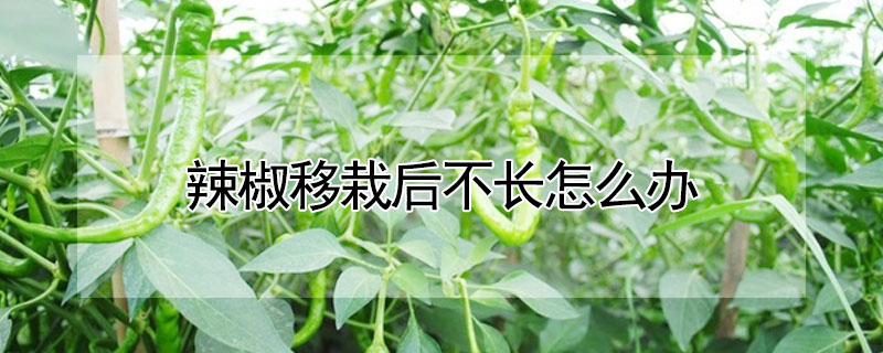 辣椒移栽后不长怎么办