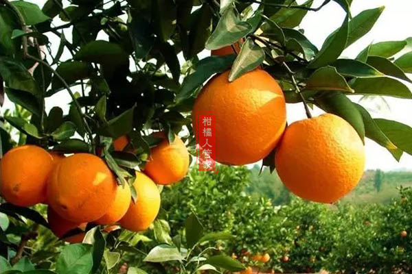 纽荷尔脐橙特点口感