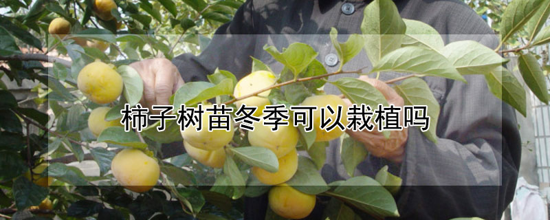 柿子树苗冬季可以栽植吗