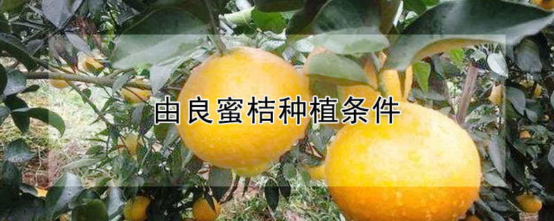 由良蜜桔种植条件