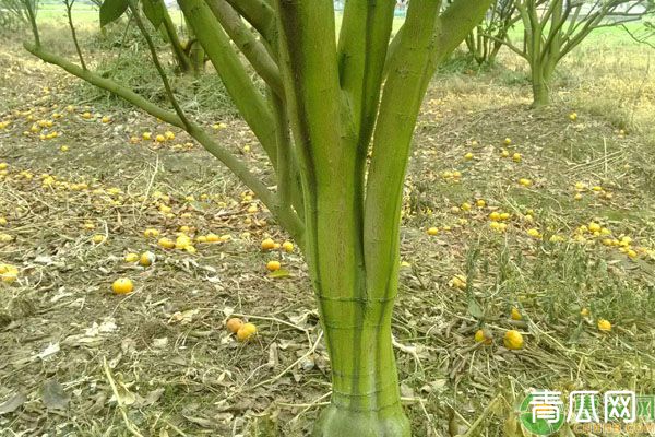 柑橘青苔病发病的原因及防治措施介绍