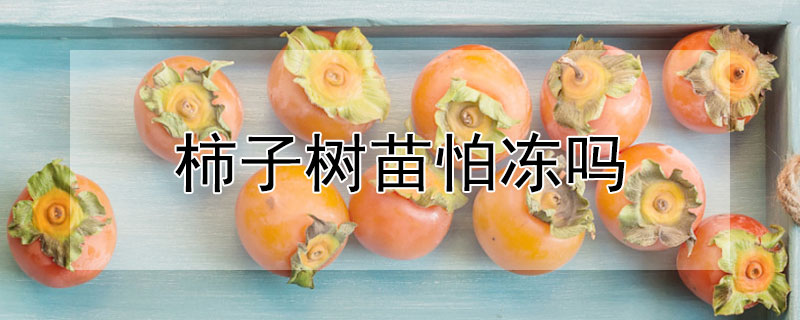 柿子树苗怕冻吗