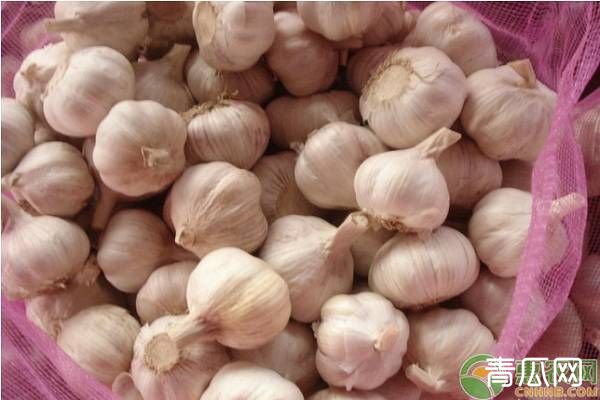 大蒜高效栽培管理技术要点