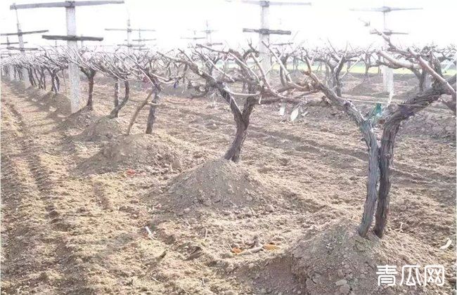 葡萄冬季防寒措施