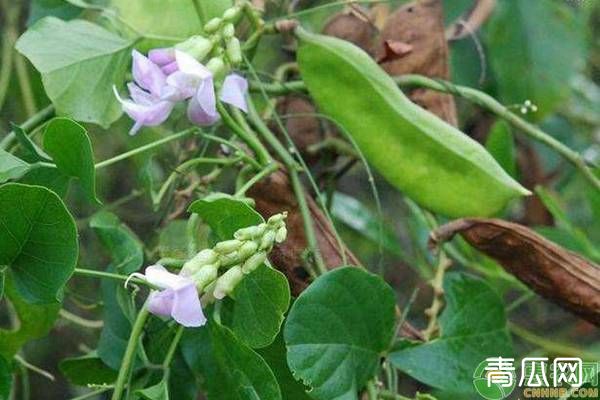 刀豆种植时间与栽培技术