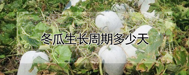 冬瓜生长周期多少天